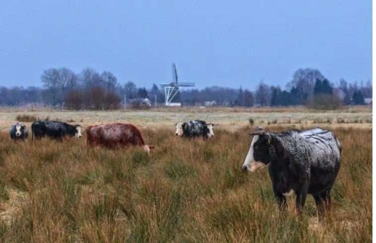 Sari Villa Steendam Exteriör bild